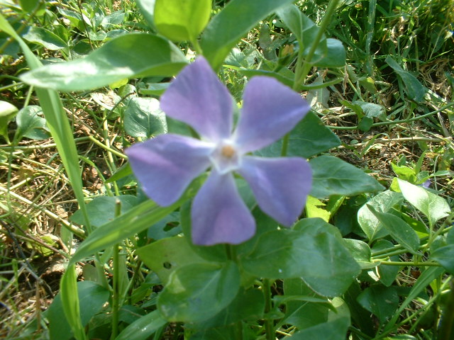 Da determinare - Vinca sp.